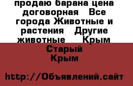 продаю барана цена договорная - Все города Животные и растения » Другие животные   . Крым,Старый Крым